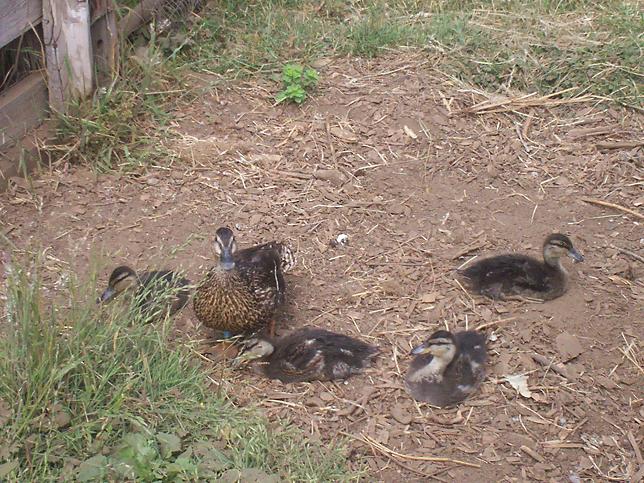 two pictures of ducks